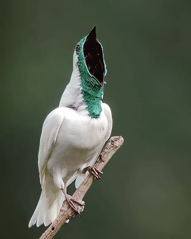 ¿Cuáles son las 2 aves más ruidosas del mundo?