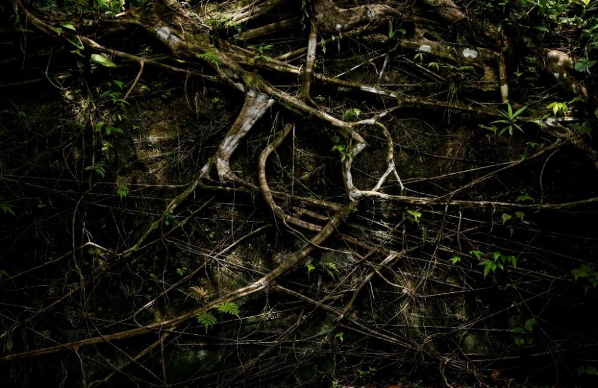 La naturaleza reclama su territorio y se instala en las ruinas de lo que alguna vez fue un temido lugar de reclusión en el Pacífico colombiano.