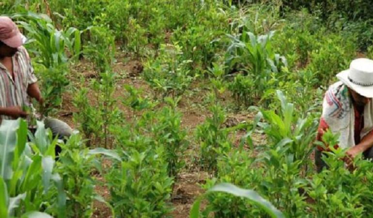 Campesinos cocaleros en crisis en el Catatumbo /Foto Archivo/