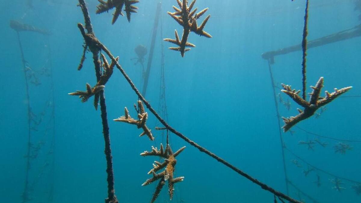 Departamento del Magdalena lidera el proceso de siembra de corales en el país