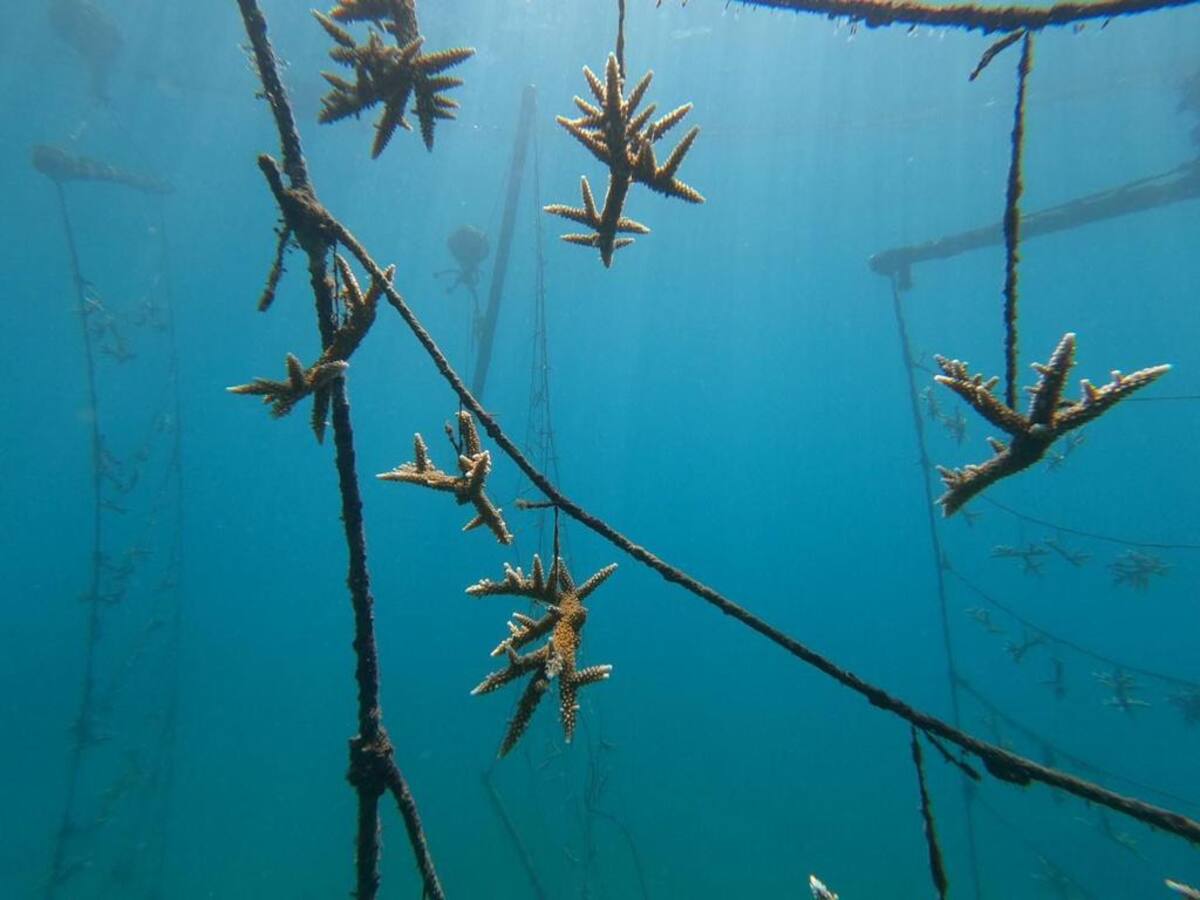 Departamento del Magdalena lidera el proceso de siembra de corales en el país