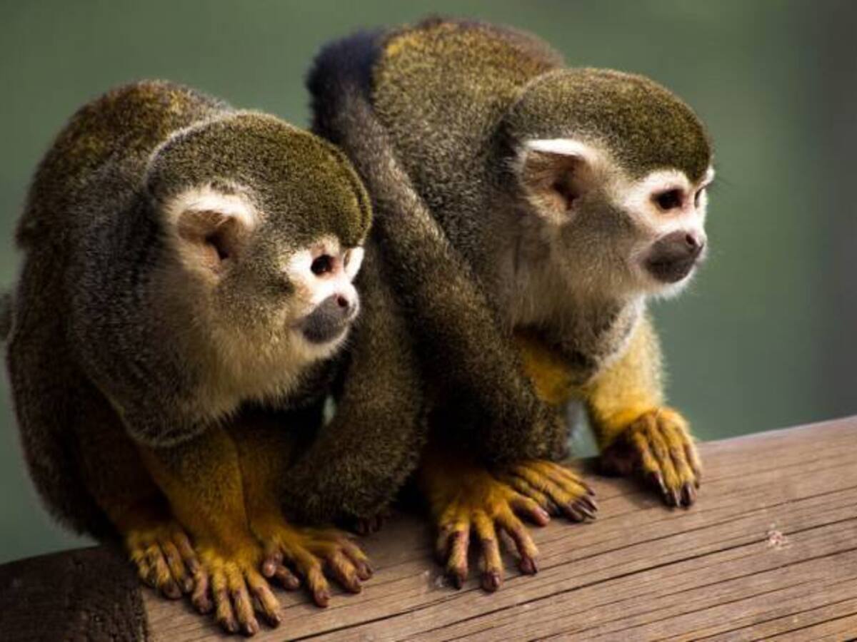 Nacen gemelos de mono titi en zoológico de Medellín