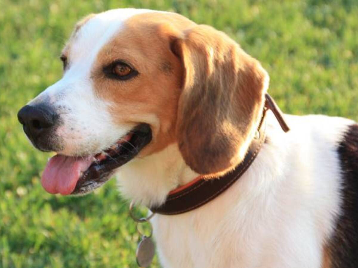 Estudio revela que los perros tienen el mismo ritmo cardíaco de sus dueños