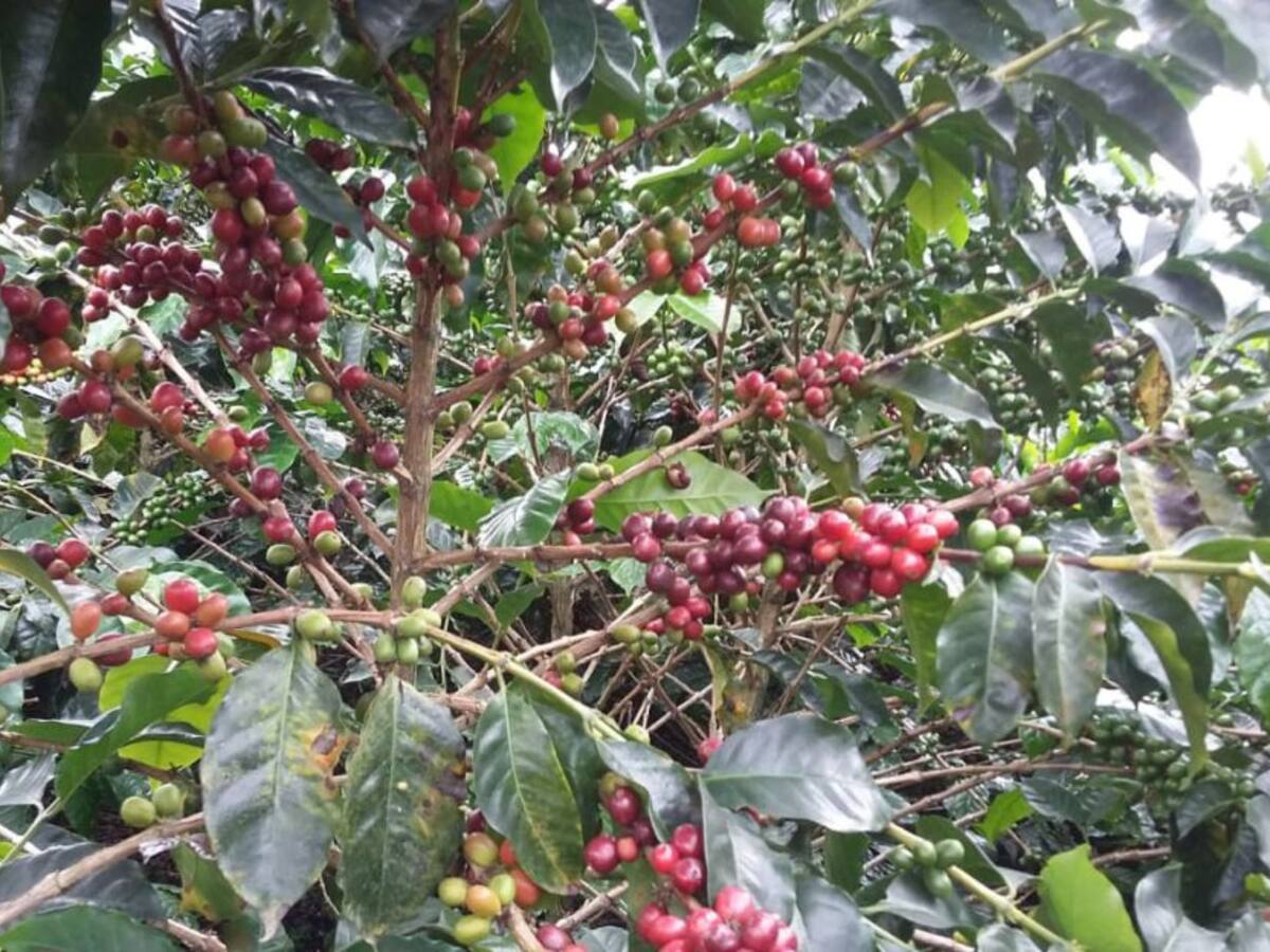 Pequeños caficultores afectados ante la falta de relevo generacional