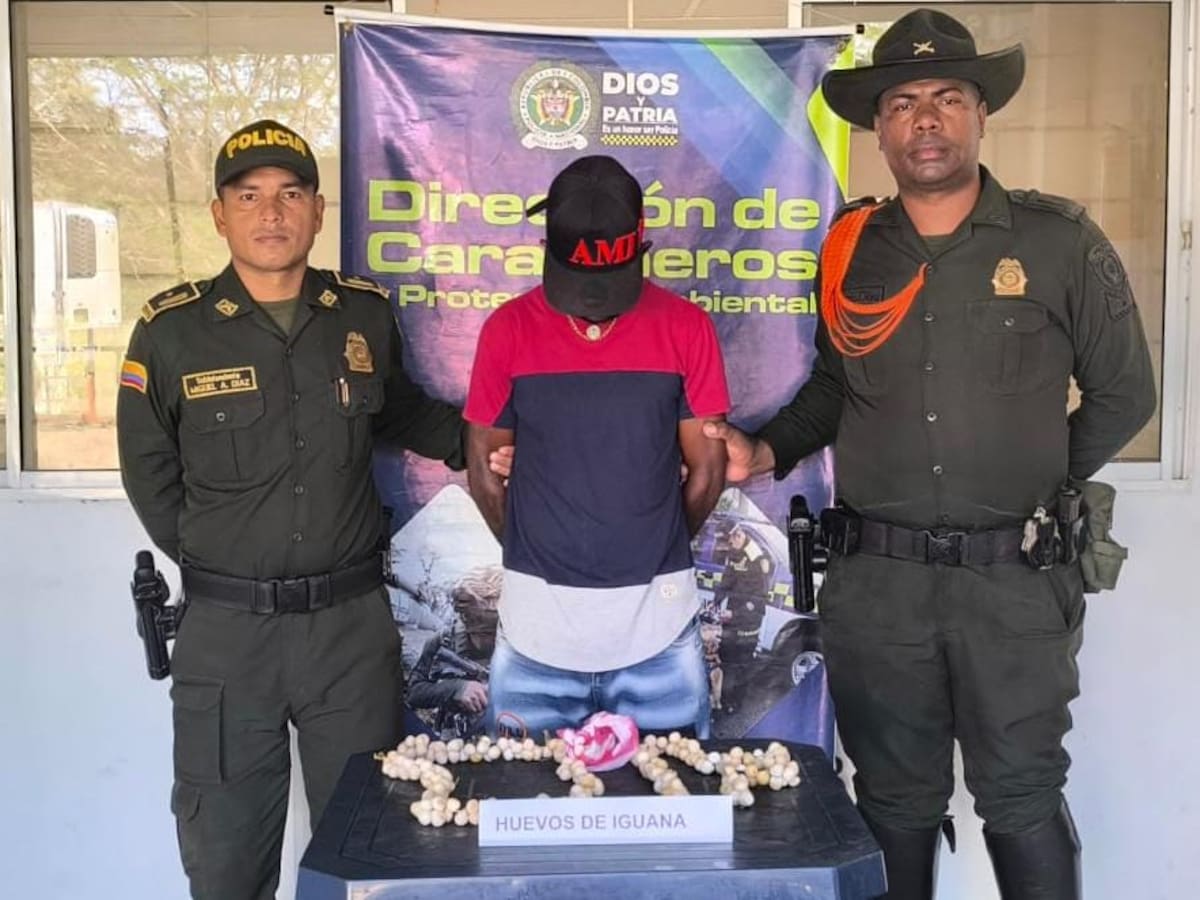 Capturaron a un hombre comercializando más de 150 huevos de iguana en Arjona, Bolívar