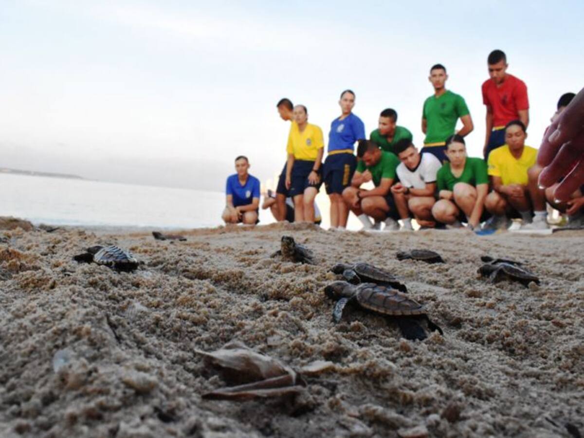 152 tortugas fueron liberadas en la Escuela Naval de Cartagena
