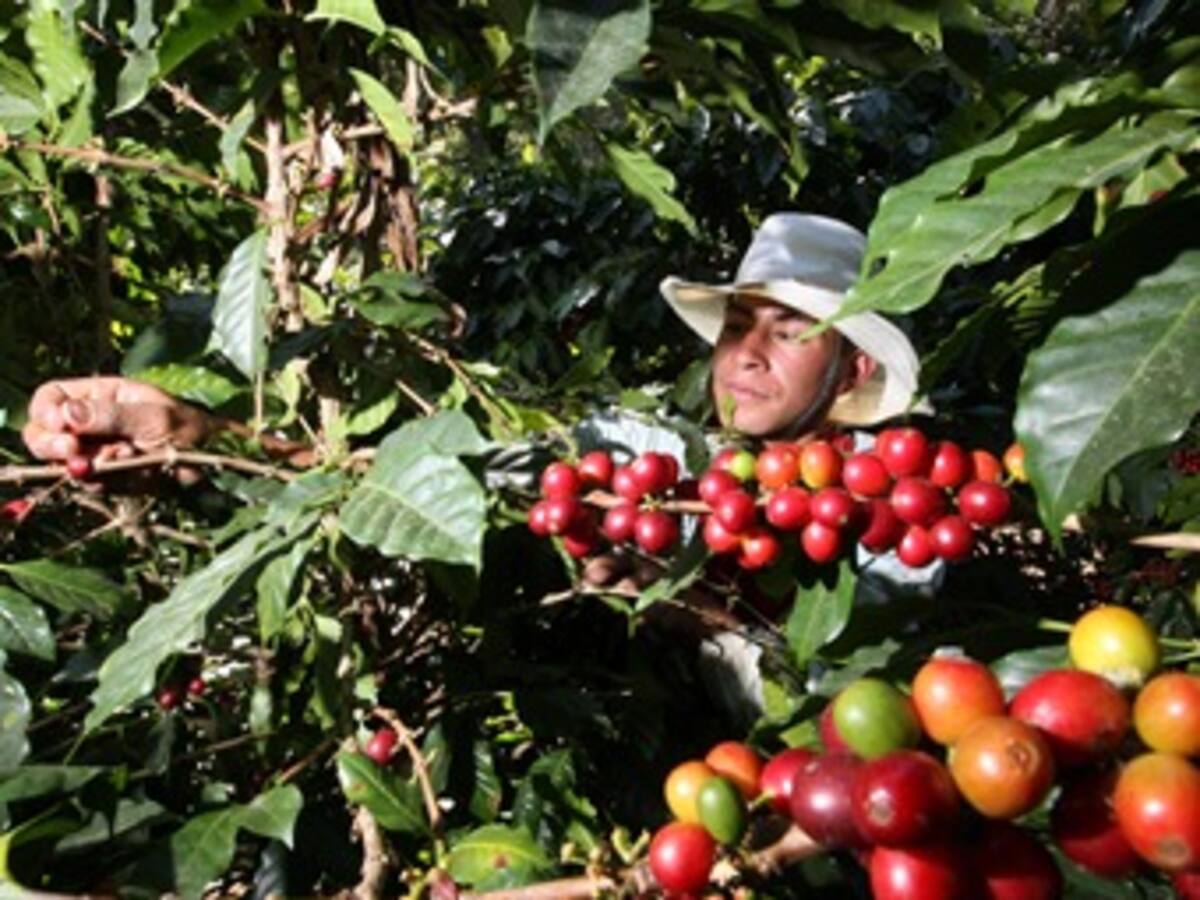 Federación Nacional de Cafeteros rechaza paro agrario y muestra indignación