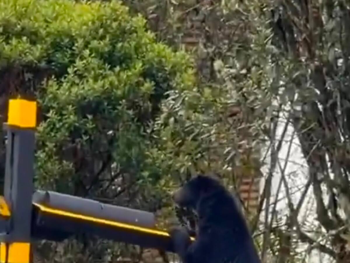 Buscan a oso andino que apareció en condominio residencial en La Calera