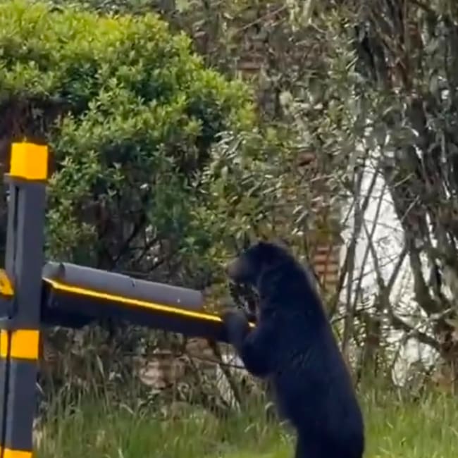 Buscan a oso andino que apareció en condominio residencial en La Calera
