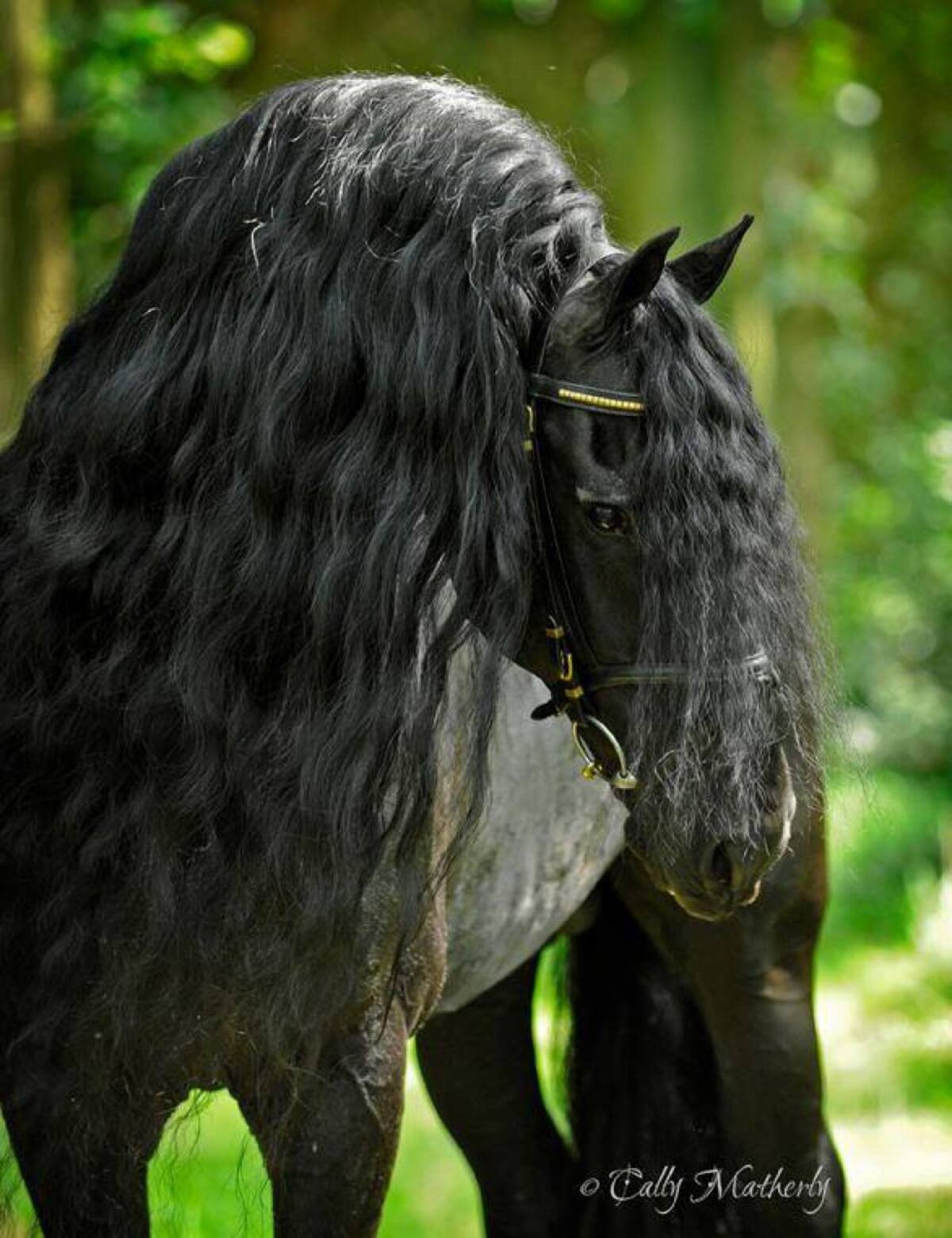 Frederick es considerado 'el caballo más hermoso del mundo'.