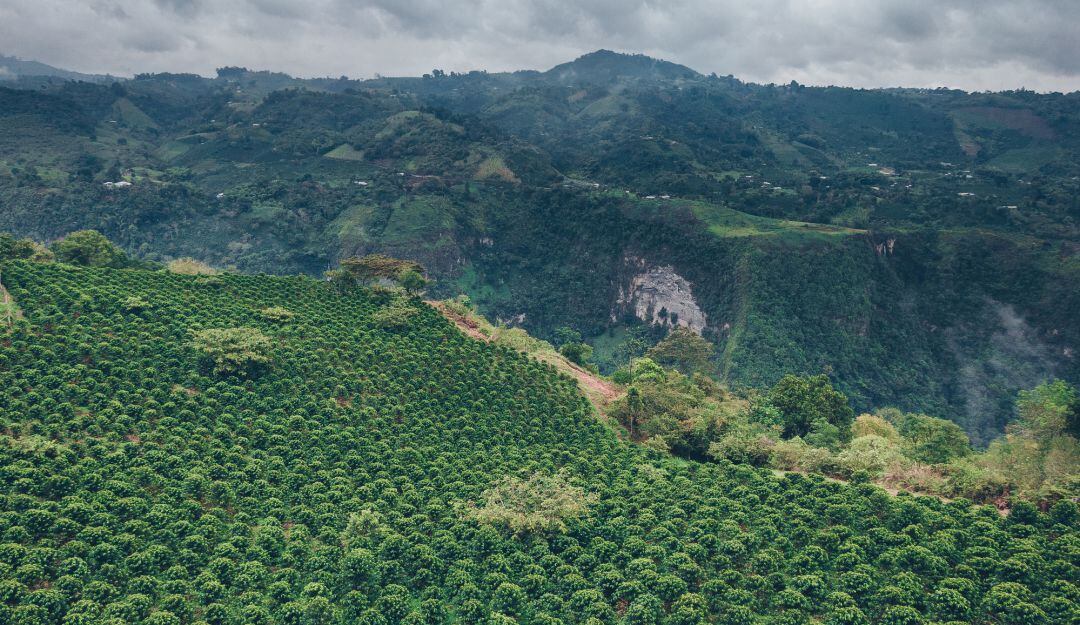 Cultivos. Imagen de referencia