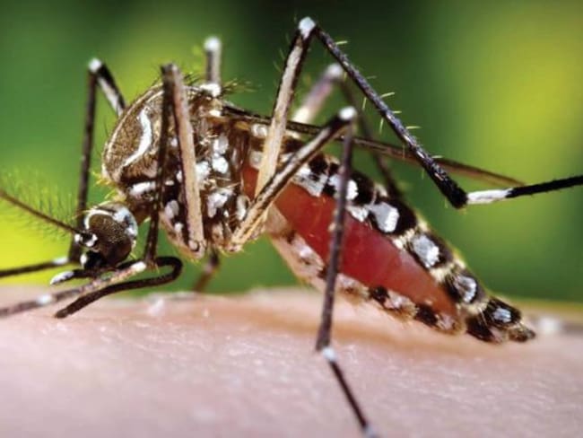 Caldas podría presentar sub registro en casos de zika