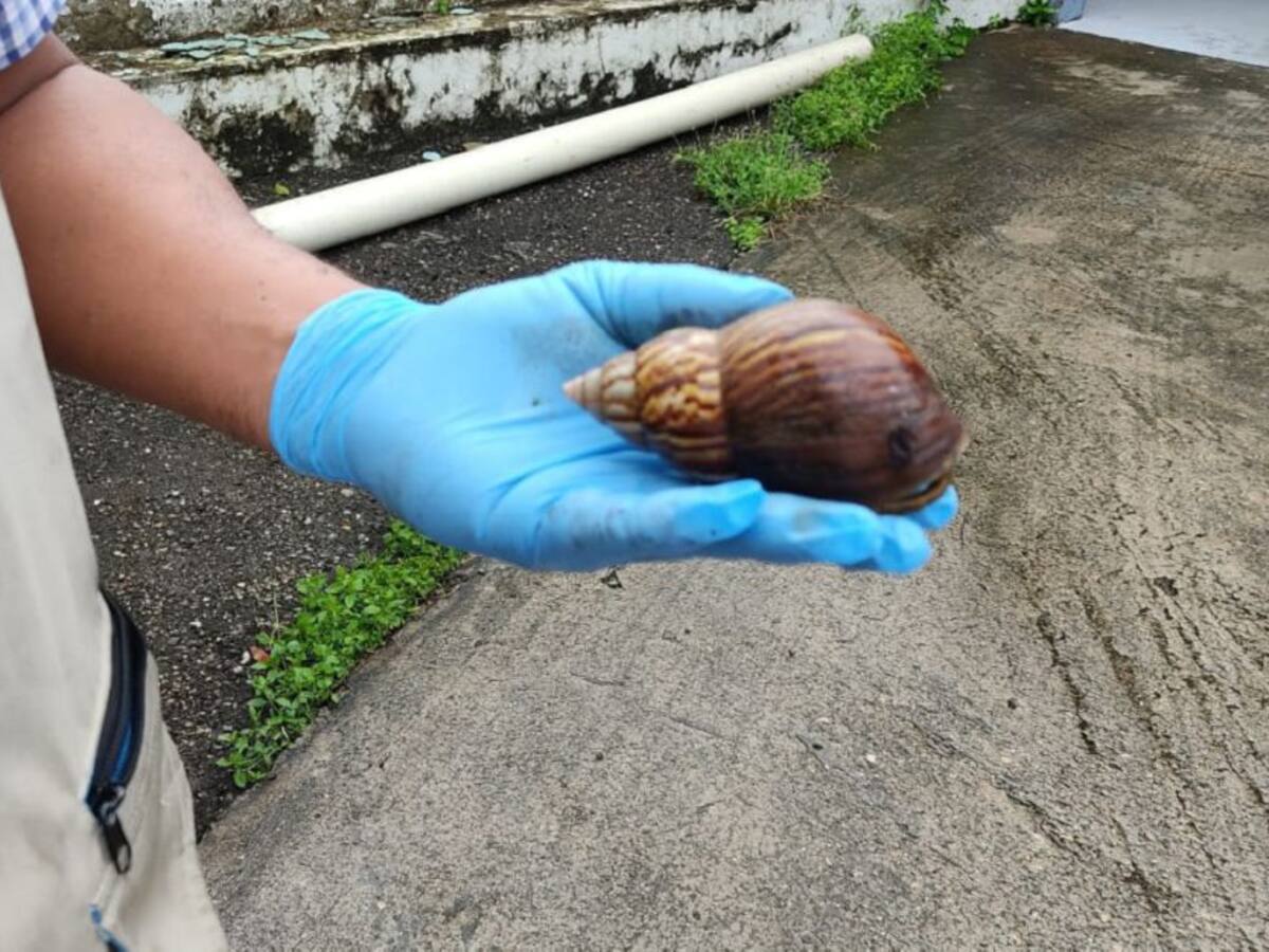 Lluvias han provocado aumento de casos de caracol africano en Cartagena