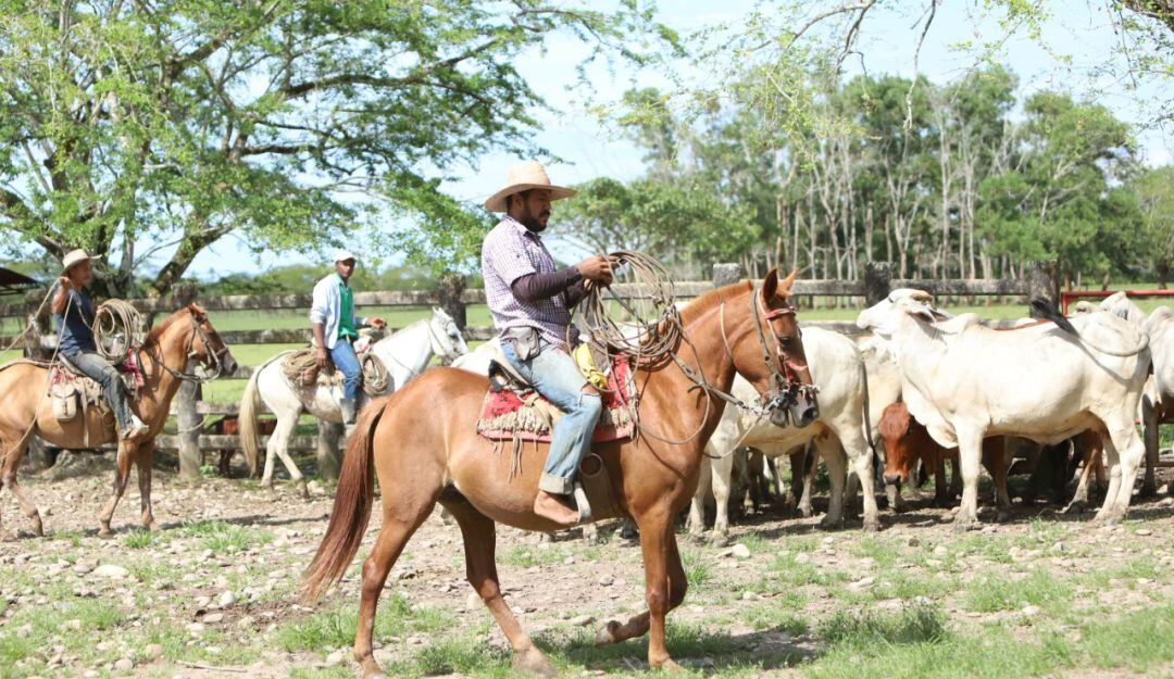Vaquería en los Llanos de Colombia