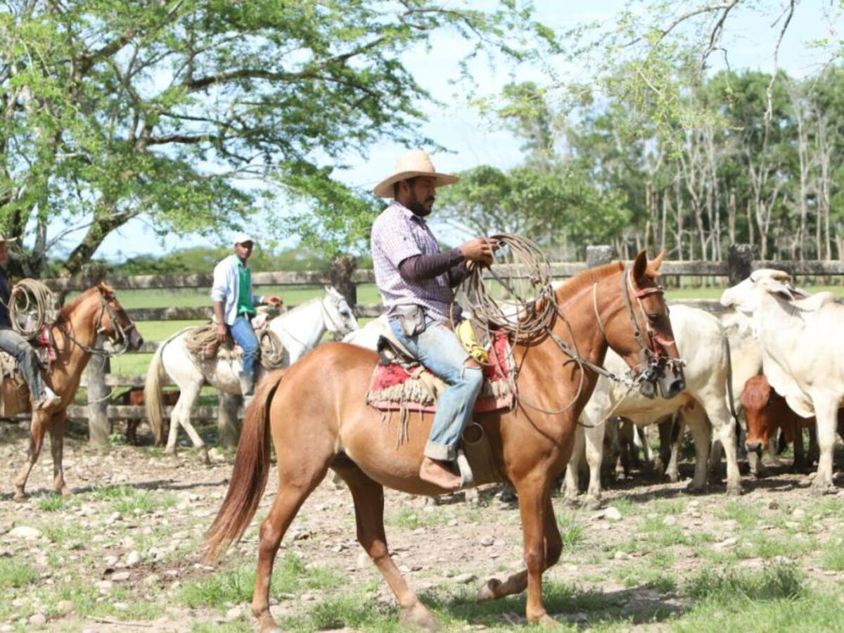 La cultura escondida detrás del trabajo en el llano