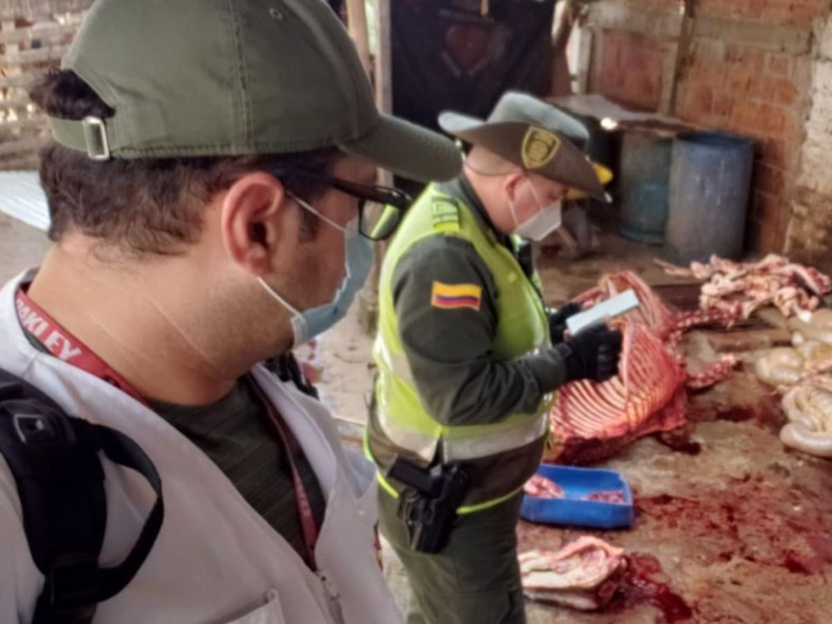 VIDEO: Así sacrificaban burros y caballos en el barrio La Feria