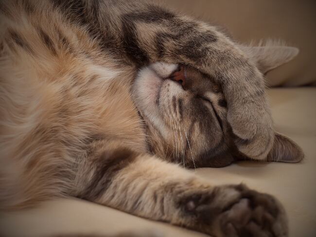 Gato durmiendo, imagen de referencia.