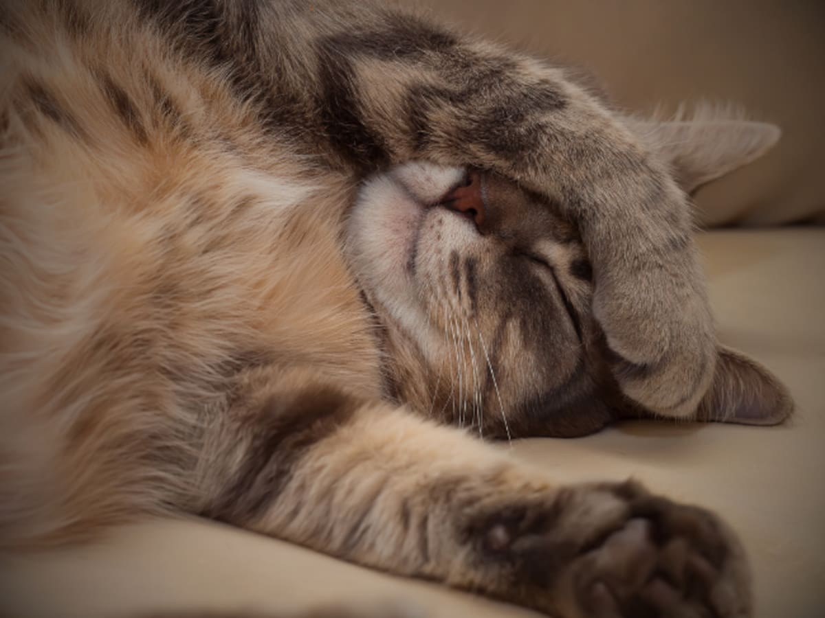 Por qué los gatos se tapan la cara al dormir: Importante significado, según adiestrador