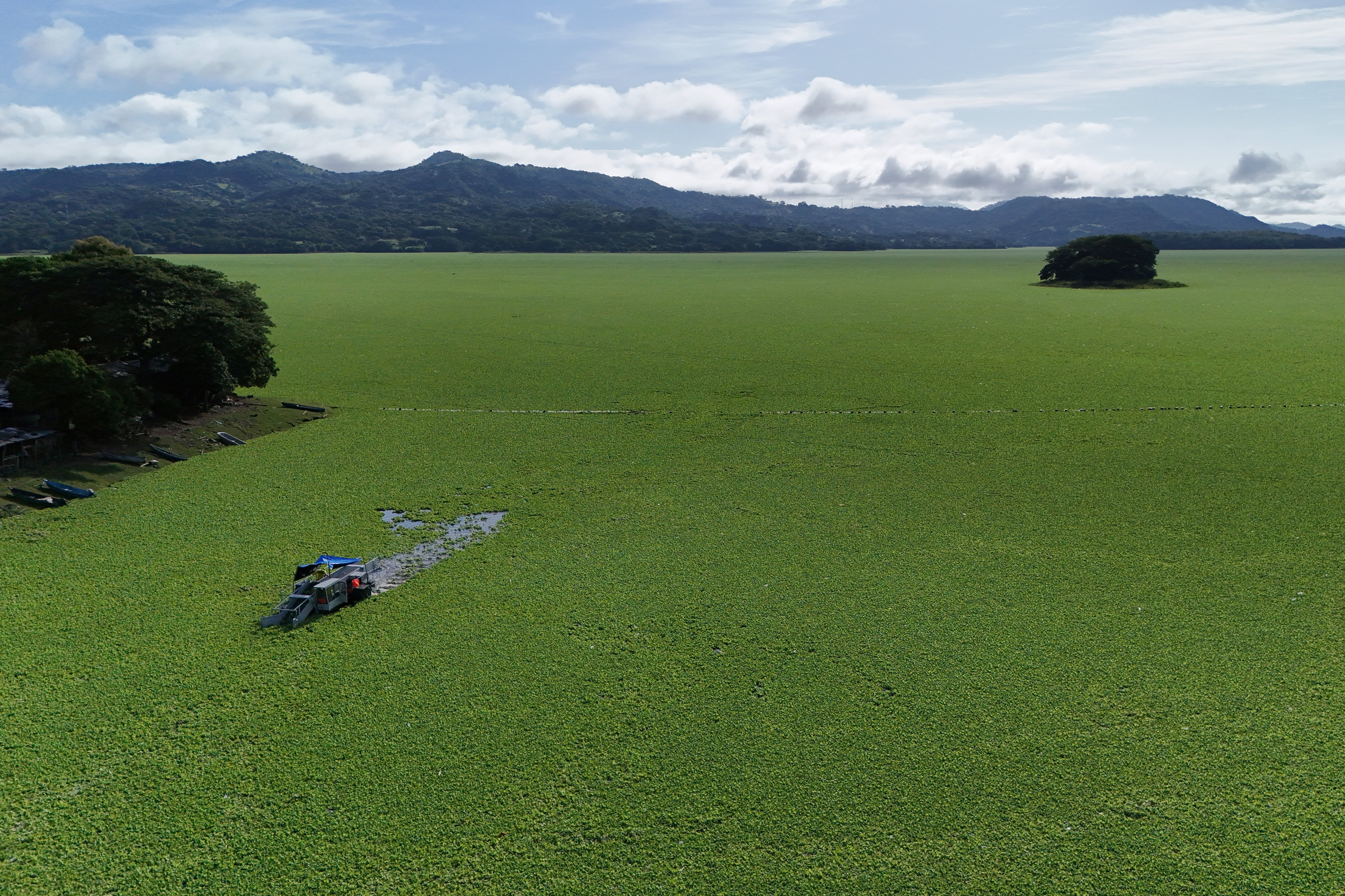 La planta flotante cubrió todo el lago de Suchitlán, perjudicando la supervivencia de la población cercana ante la paralización de la pesca artesanal y el turismo.
(Foto:   MARVIN RECINOS/AFP via Getty Images)