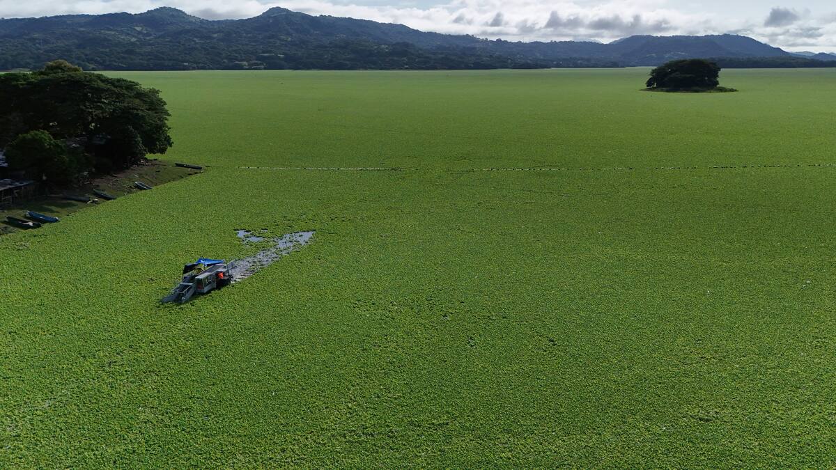 El Salvador: una planta acuática se “alimenta” de contaminación