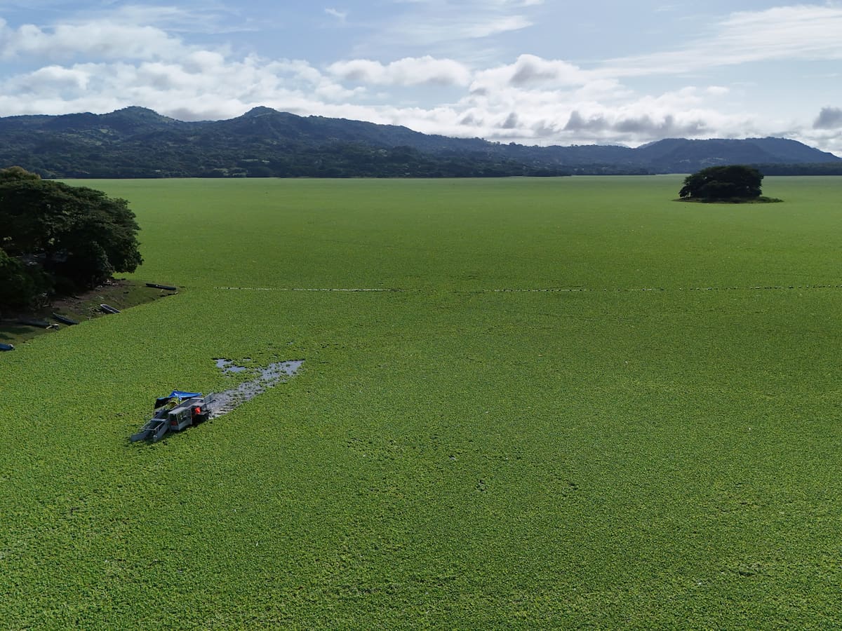 El Salvador: una planta acuática se “alimenta” de contaminación