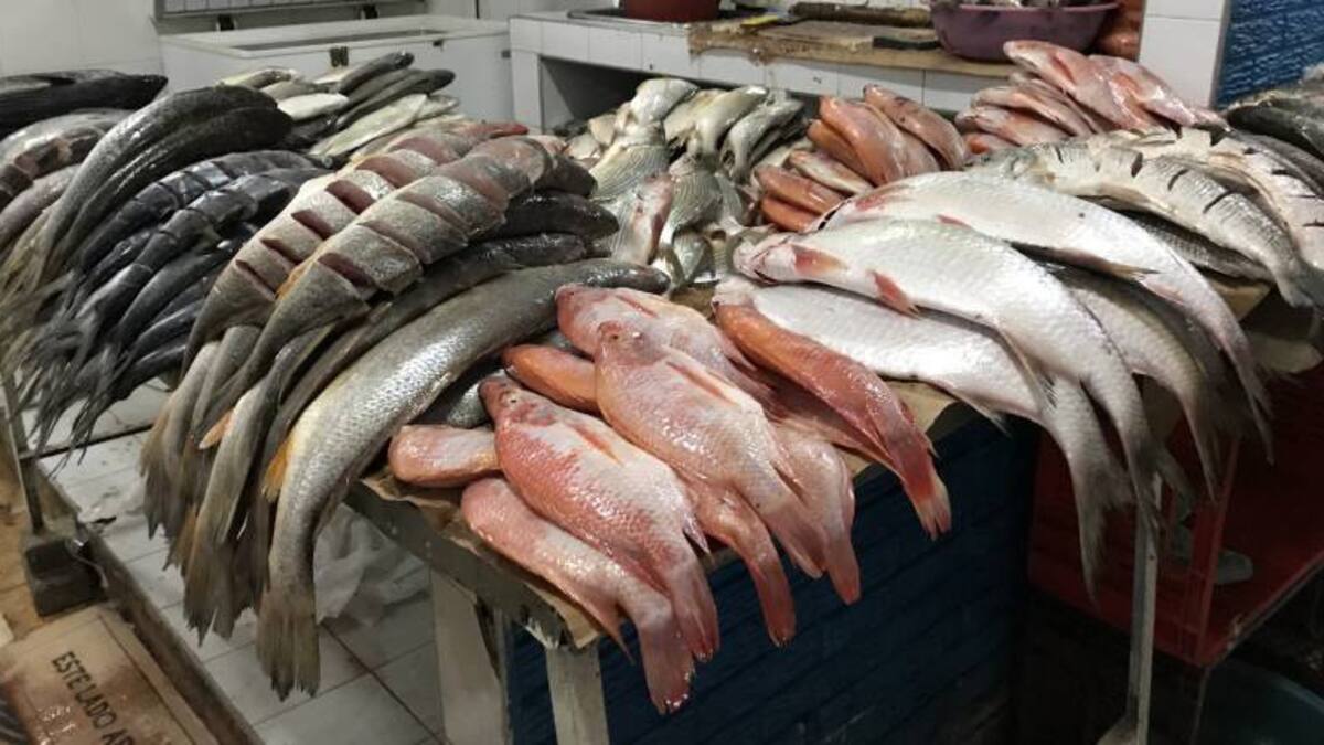 10 mil toneladas de pescado entran ilegalmente a Colombia desde Venezuela