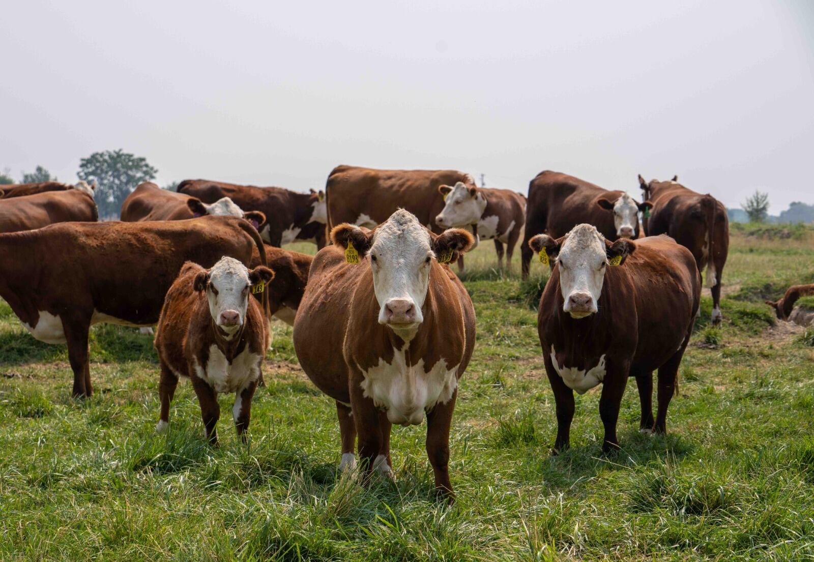 Producción de leche en el país / Foto: Suministrada.