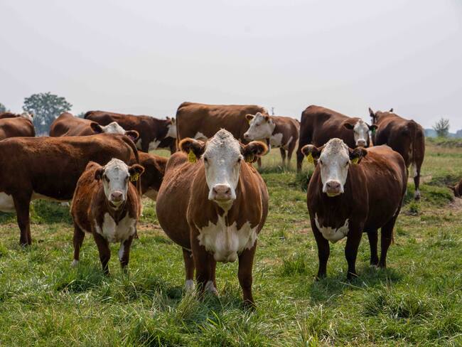 Producción de leche en el país / Foto: Suministrada.