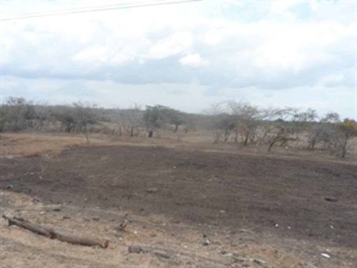 ​Falta de agua está matando ganado y destruyendo cultivos en Atlántico