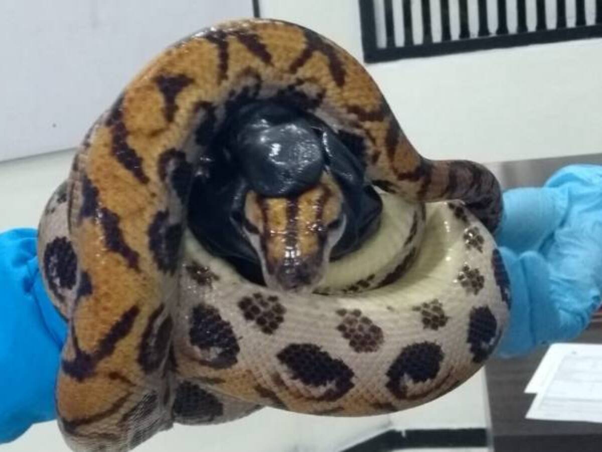 Rescatan serpientes abandonadas en la Terminal Salitre de Bogotá