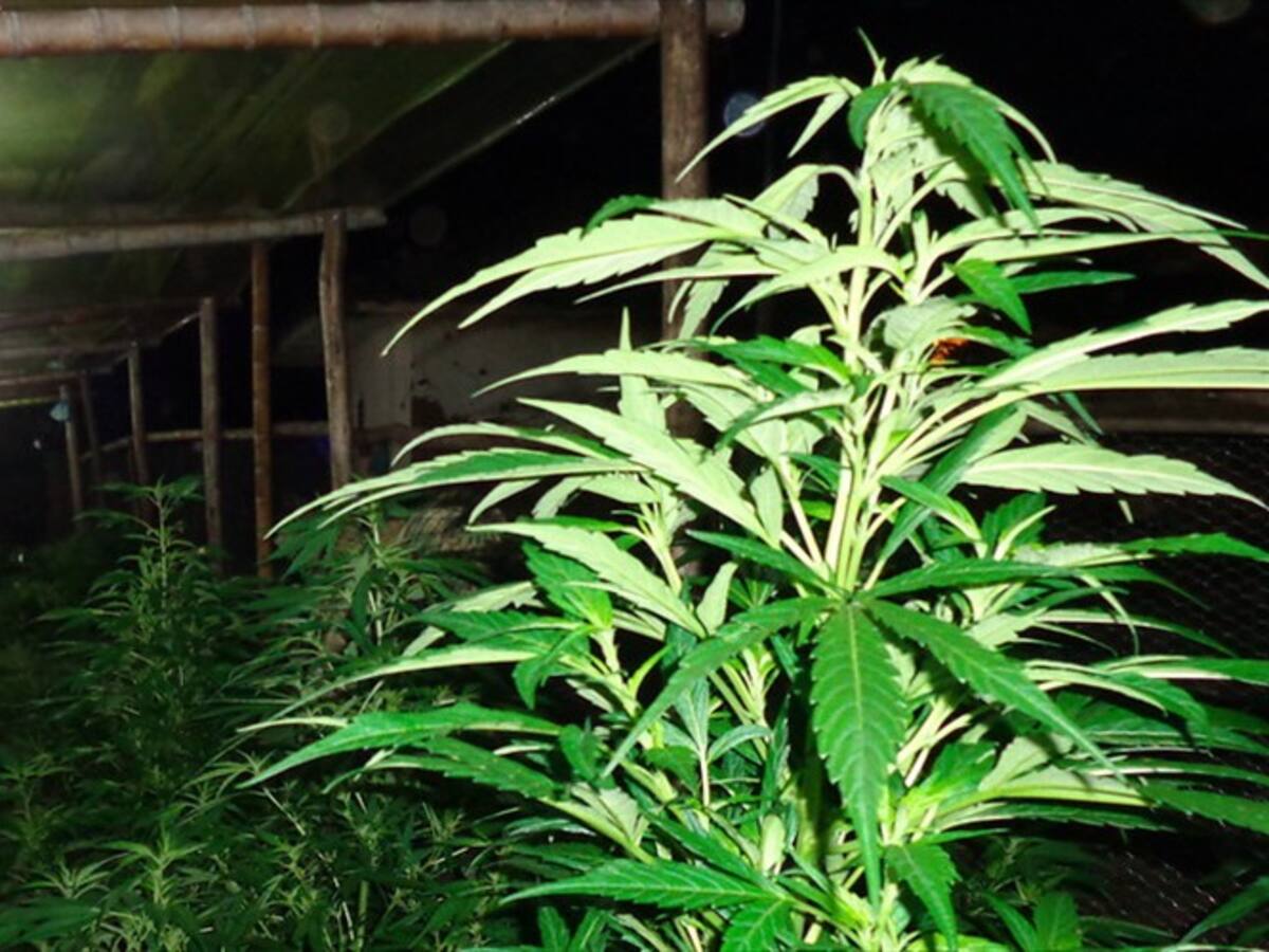 Santander: Barichara tendrá cultivos de marihuana medicinal