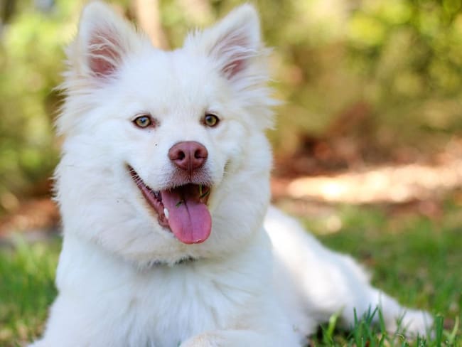 ¿Cómo beneficia la medicina homeopática a las mascotas?