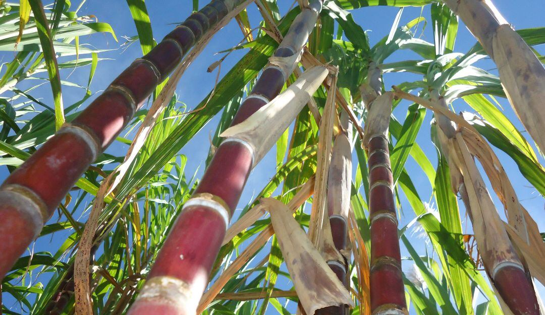 Cultivo de caña