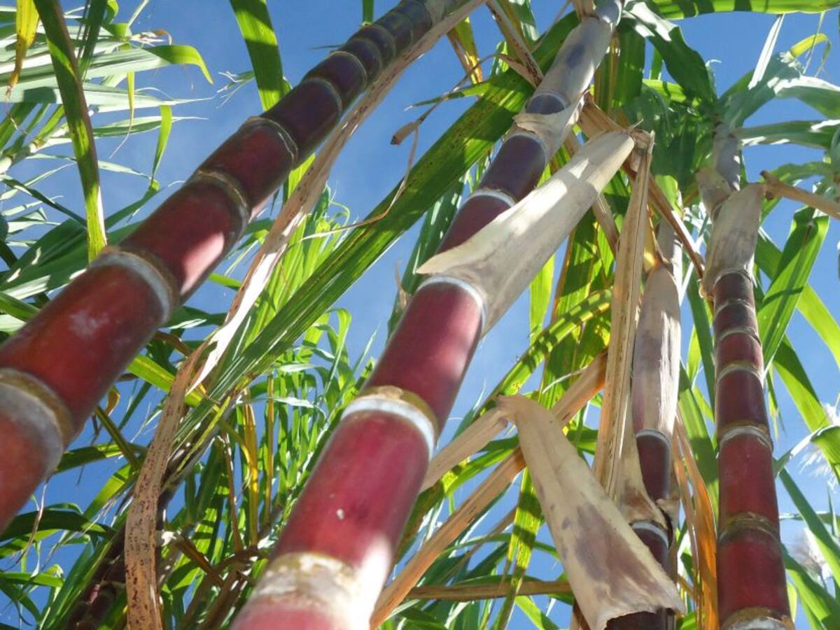 Pese a la pandemia, Cenicaña fortalece sus procesos de investigación