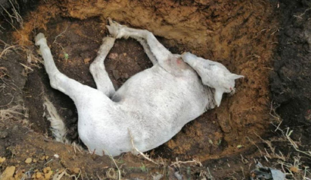 Foto: Archivo - Policía Caldas.