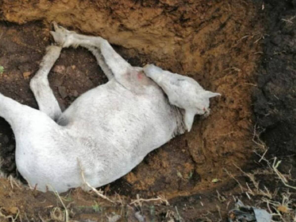 Lo investigan en Manizales por posible maltrato, tras muerte de una yegua