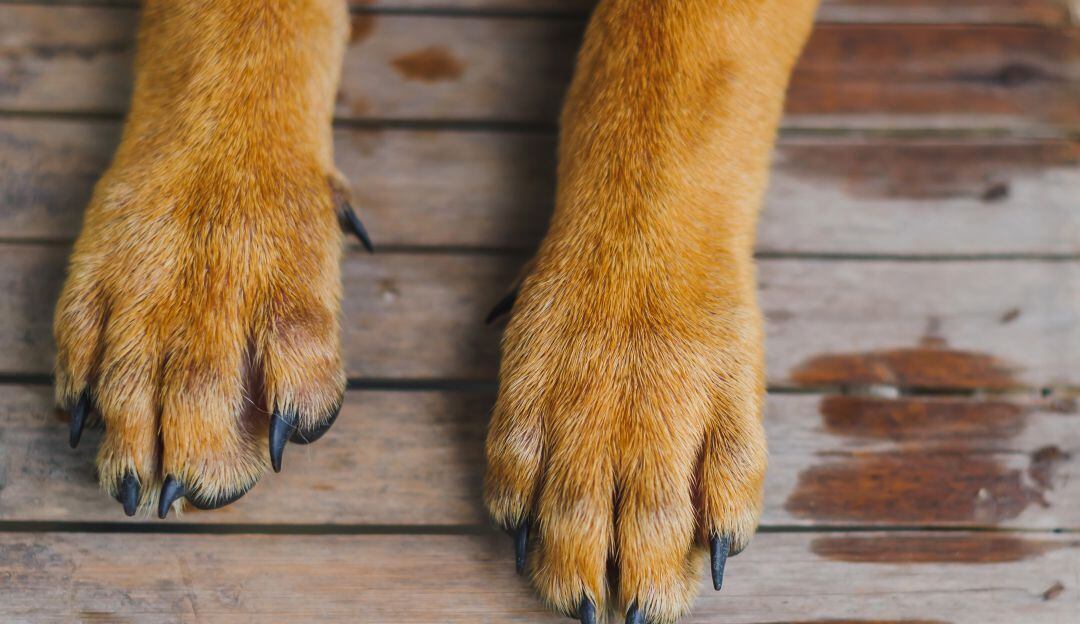 Hombre mató a su perro para cocinarlo y comérselo