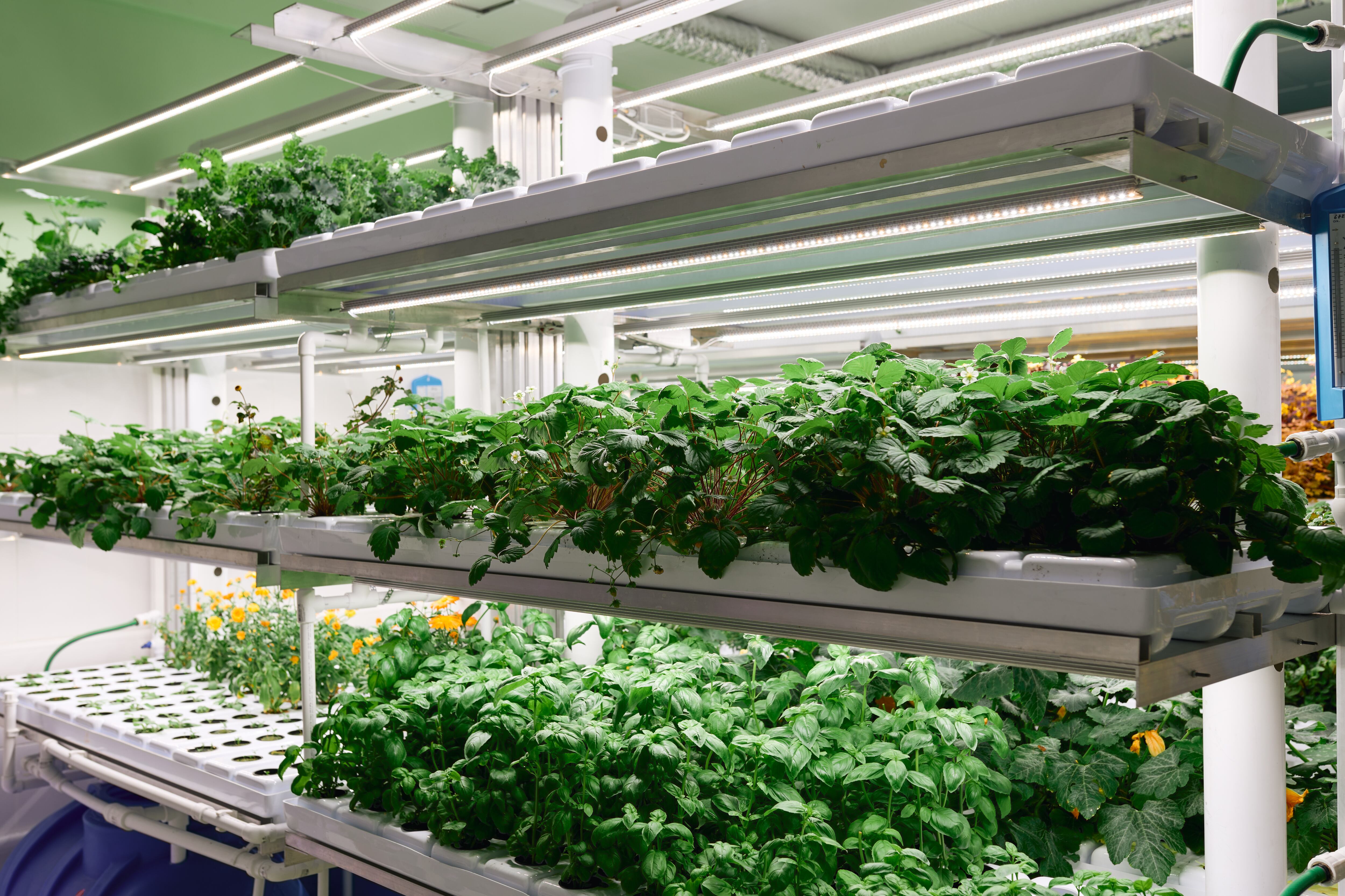 Gastronomía sostenible vía Getty Images.