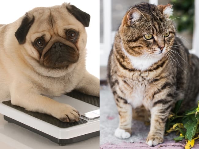 Perro y gato con sobrepeso, imágenes de referencia // Getty Images