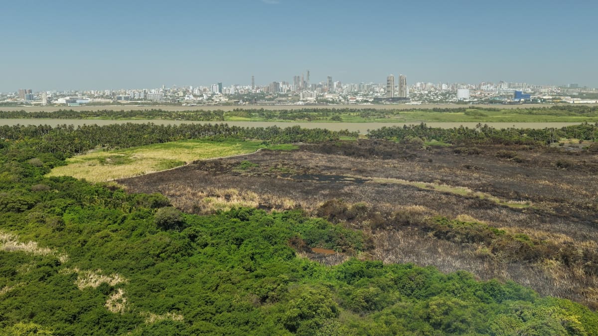 Parque Isla Salamanca en alerta naranja por incendios forestales, advierte IDEAM
