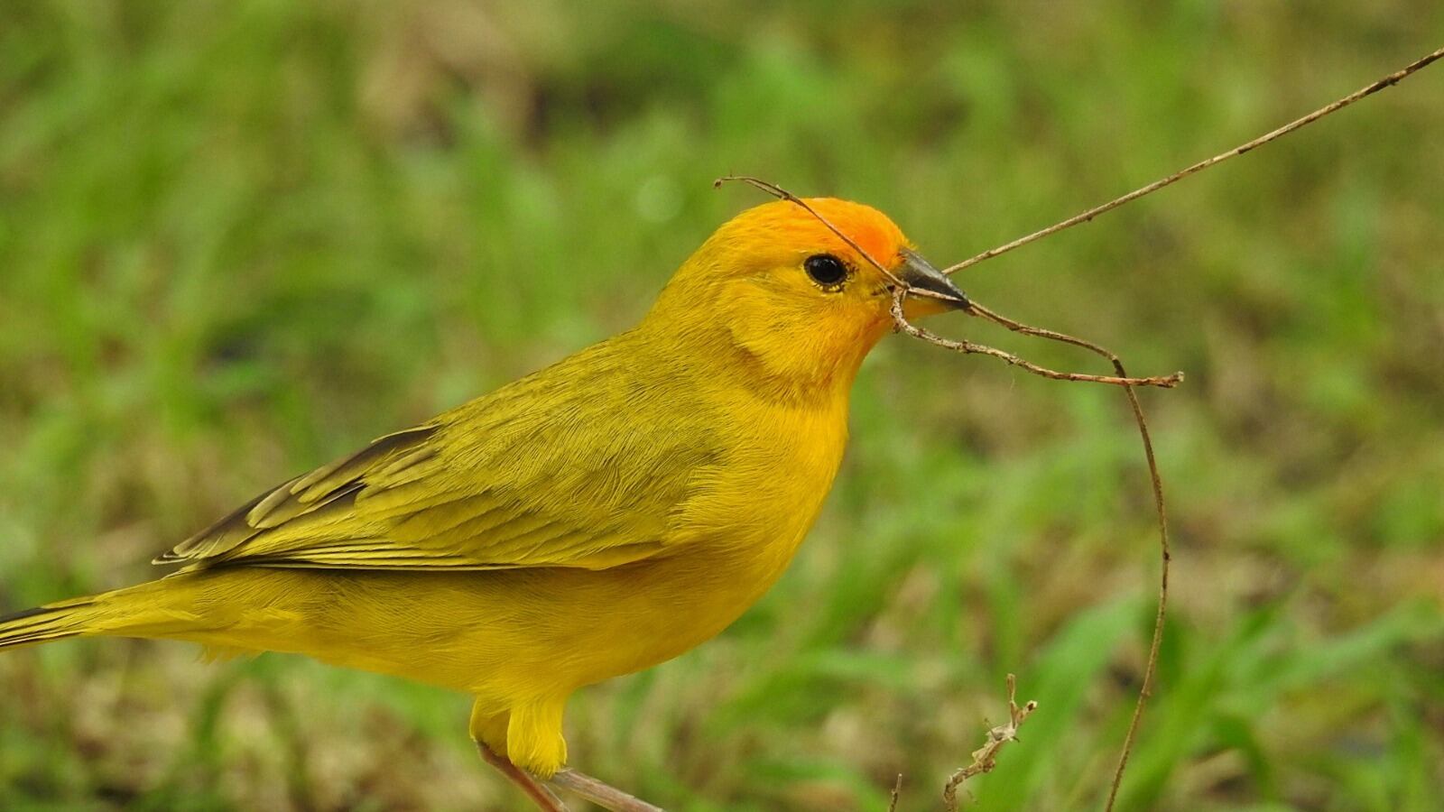 Entre ellos se encuentran especies como el mono churuco, el tití ardilla. Foto CAM