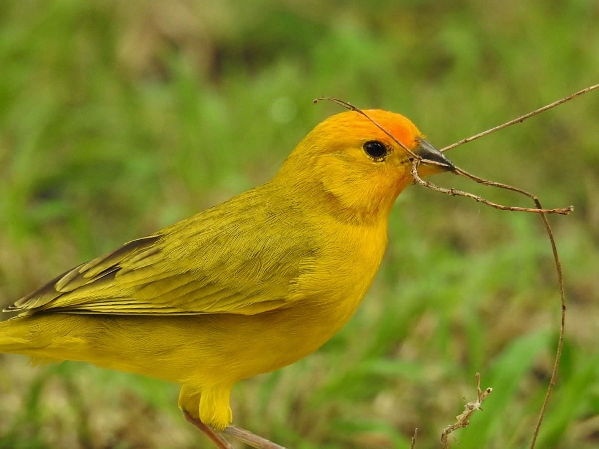 Aumenta el tráfico de fauna silvestre en el Huila durante la Semana Santa