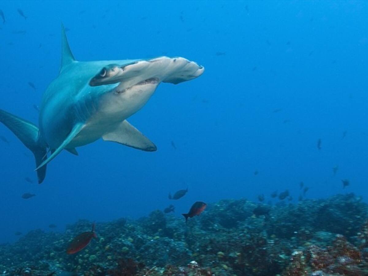 Denuncian pesca ilegal en aguas de Malpelo