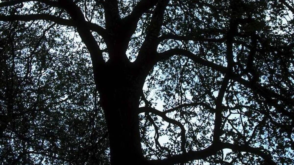 Explotación minera estaría en inmediaciones a la Serranía de las Quinchas