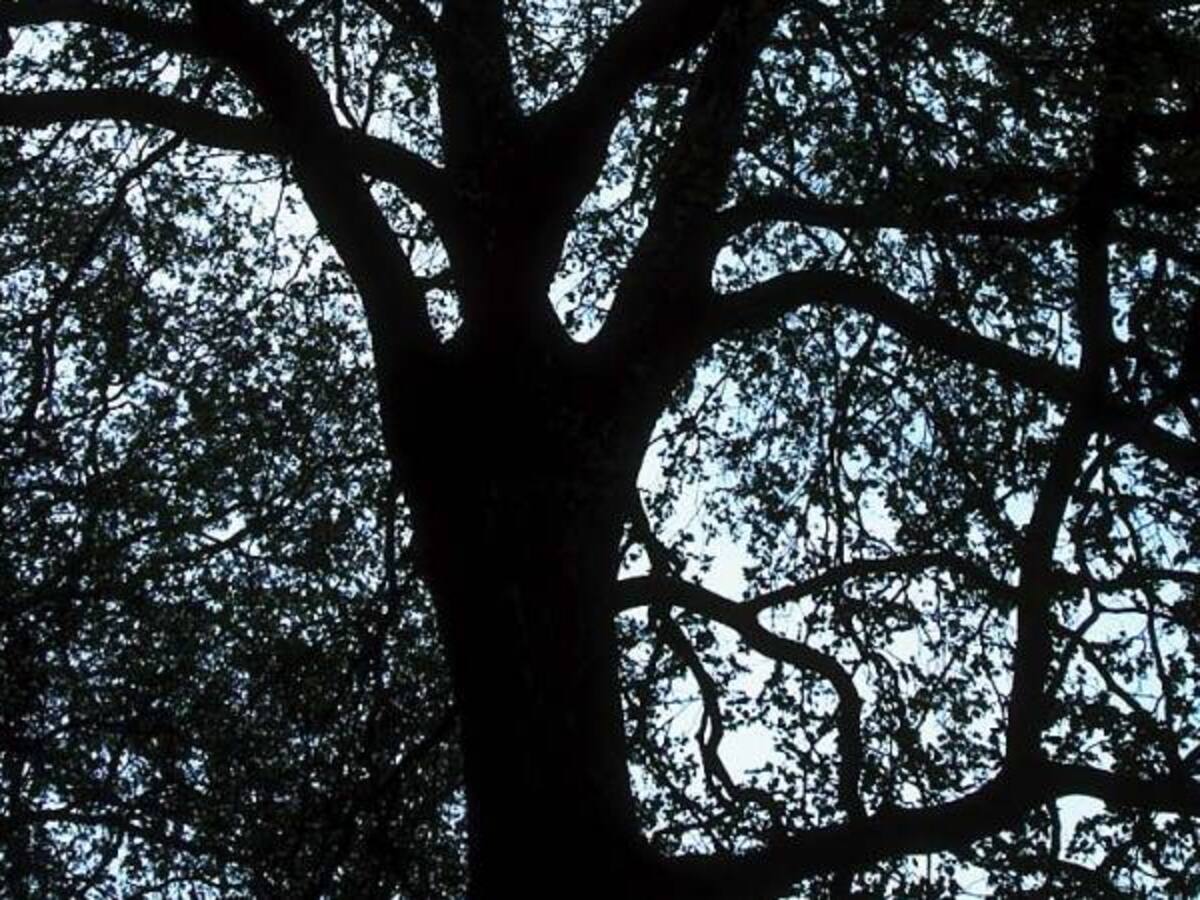 Explotación minera estaría en inmediaciones a la Serranía de las Quinchas