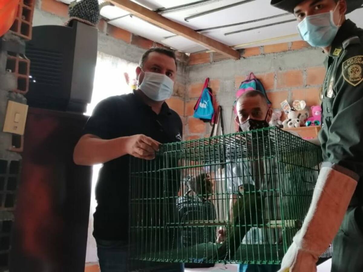 Más de 40 especies entre fauna exótica, reptiles y aves han sido incautados
