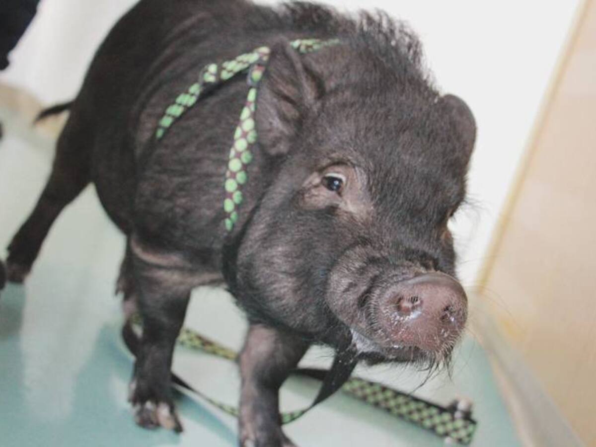¿Cómo es tener un mini pig como mascota?