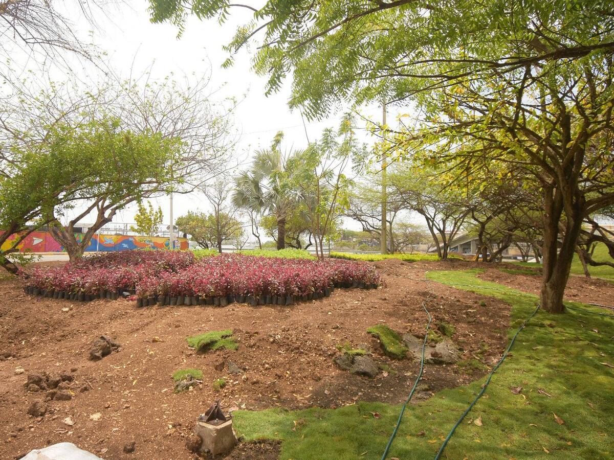 EPA Cartagena sembrará 53 árboles en rotonda del Puente Román, en Manga