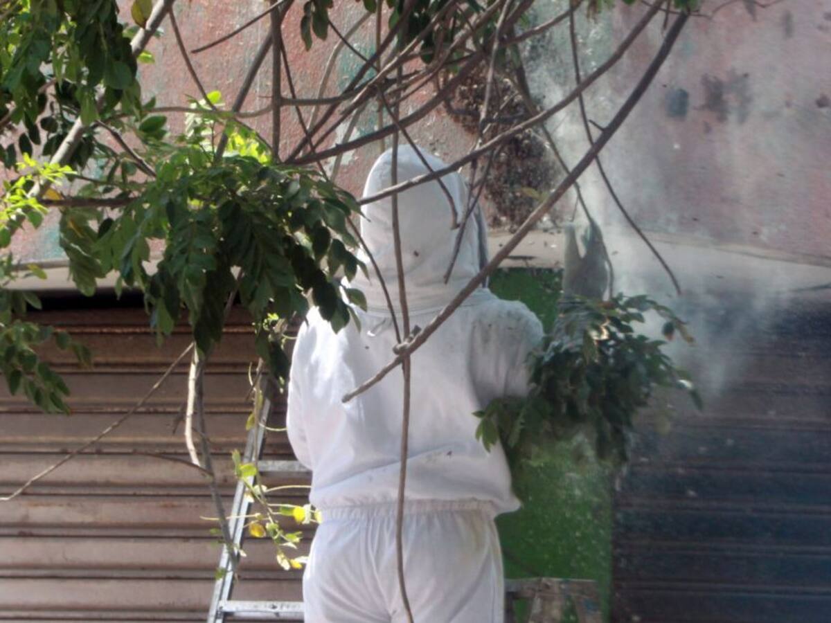Joven muere por picadura de abejas