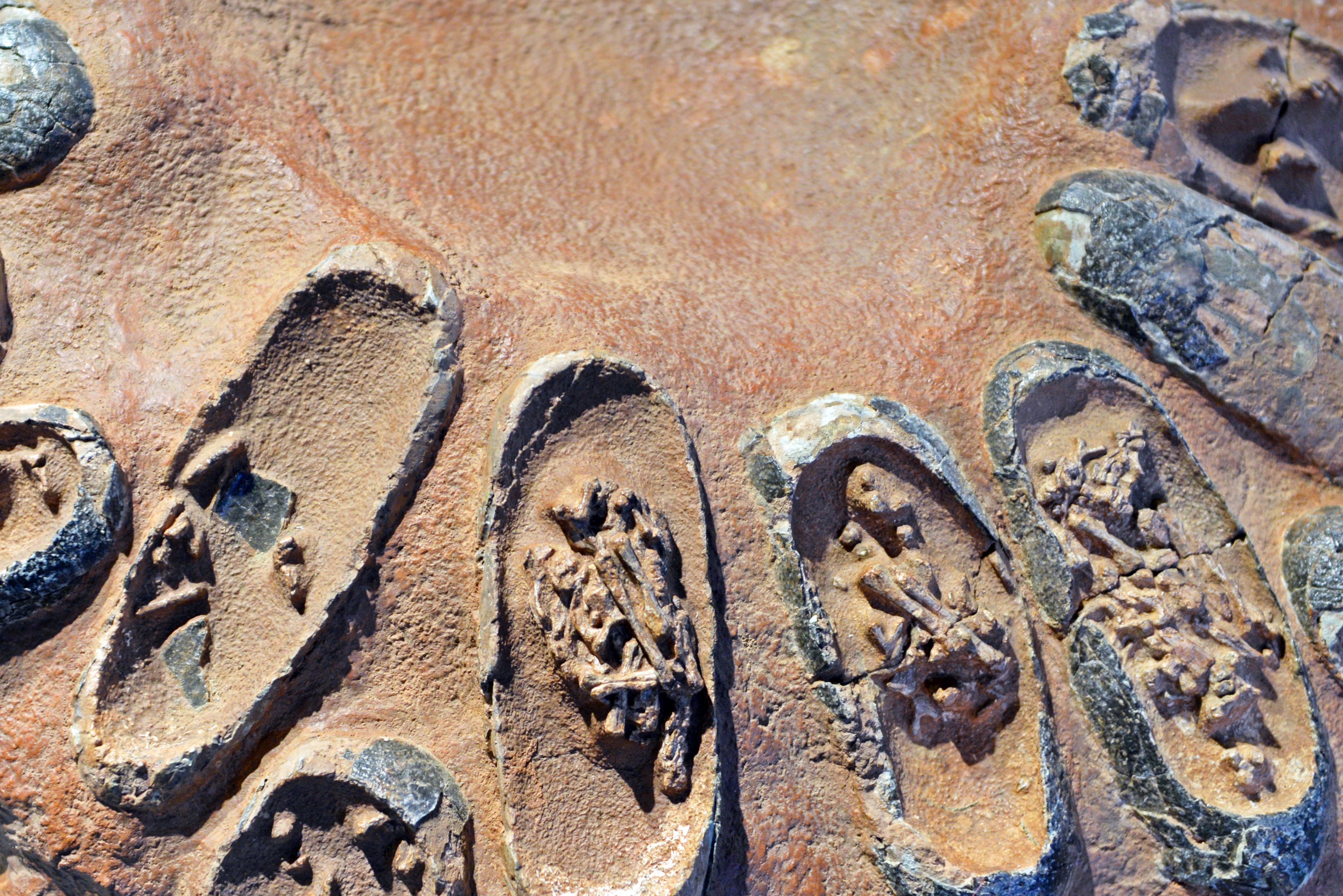 fossil of dinosaur embryo